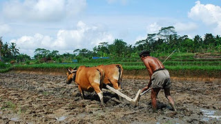 Hewan Sapi digunakan untuk membajak sawah (kanalbali/IST)