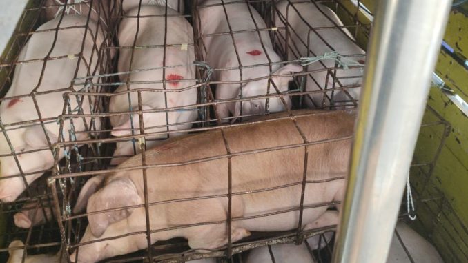 Babi - gagal