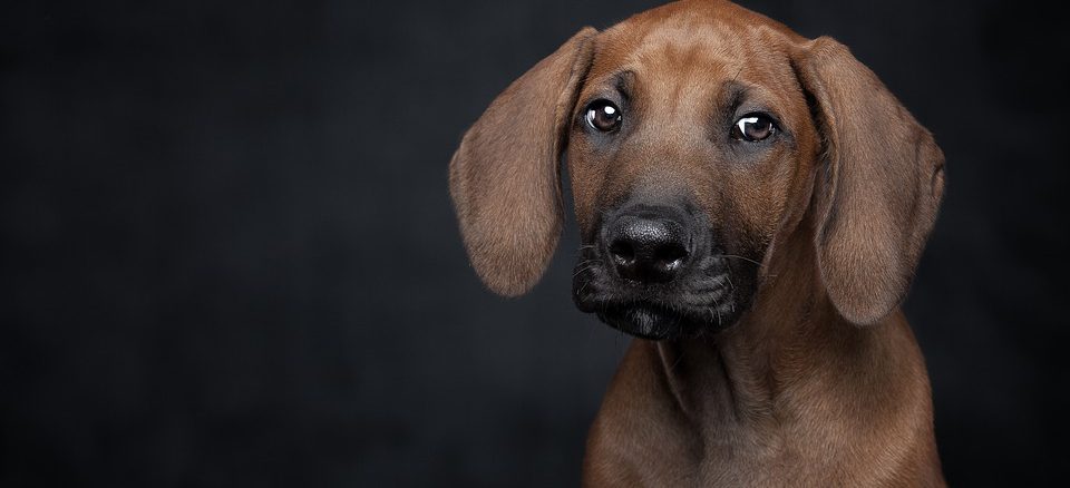 Ilustrasi - Anjing. Foto: Pixabay