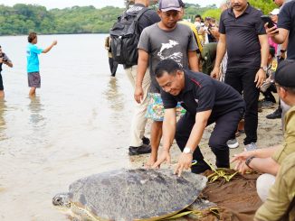 Pj Bupati Buleleng Ketut Lihadnyana saat pelepasliaran Penyu - IST