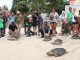 Pelepasan penyu di Nusa Penida, Bali - IST