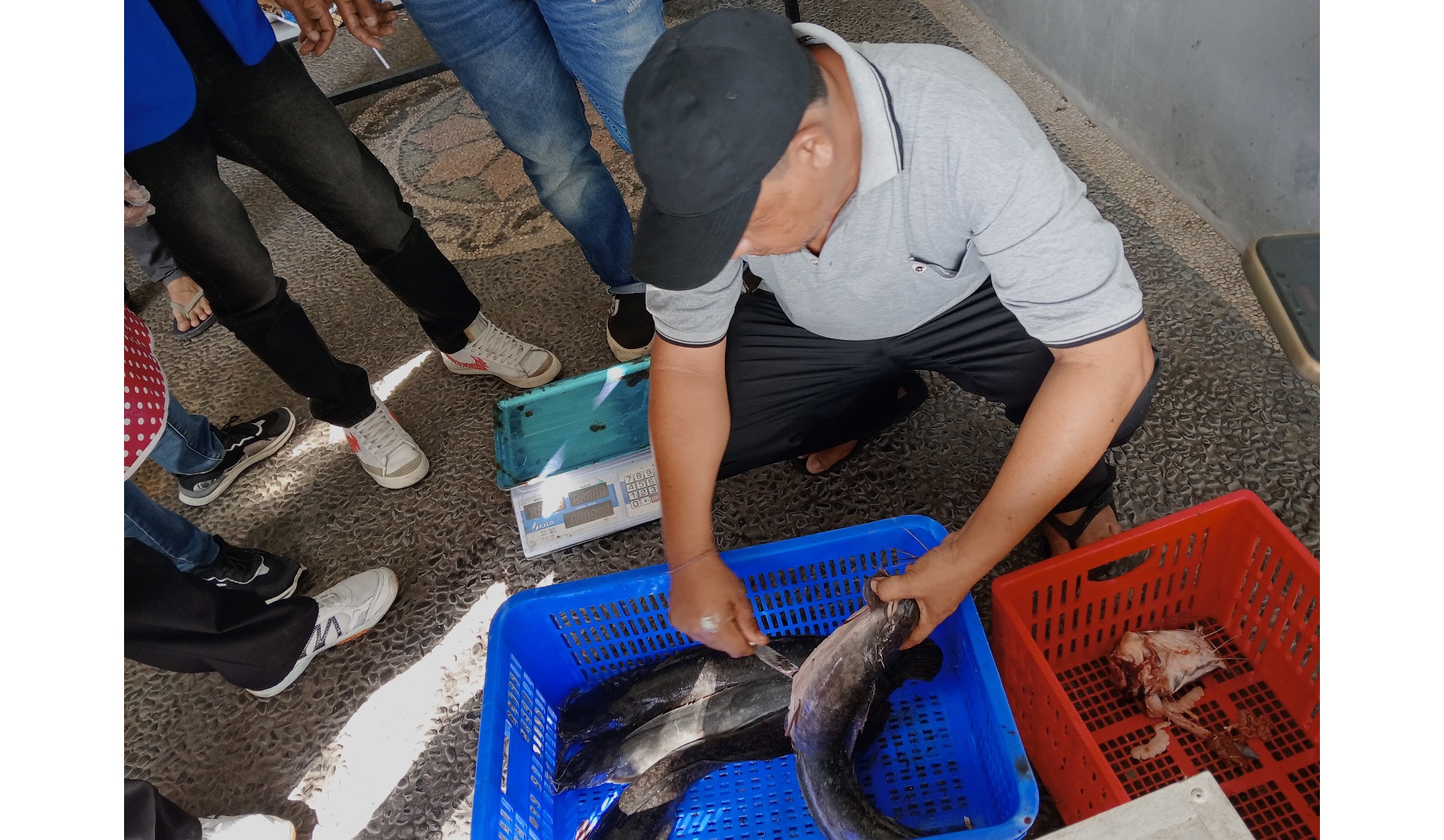 Hilirasi Ikan Lele Biar Lebih Cuan, Simak Caranya