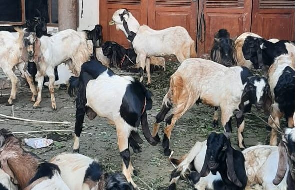 Penyembelihan kambing di hari raya Idul Adha jadi bentuk solidaritas sosial - IST