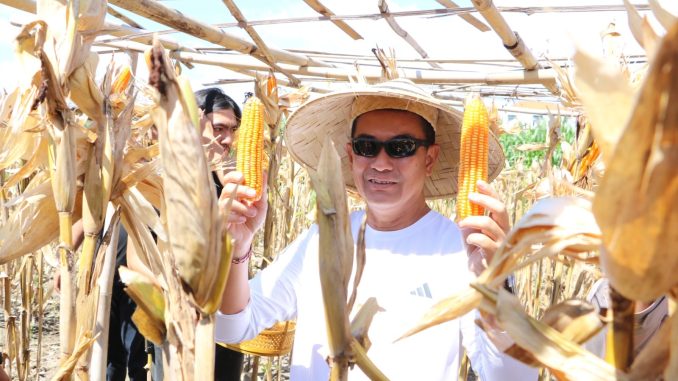 Wabup Supriatna saat acara panen jagung serentak - IST