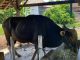 Sapi kurban dari Presiden Prabowo telah diterima warga di Jembrana, Bali - IST
