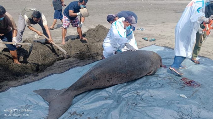 Proses nekropsi bangkai dugong tewas terdampar di pantai Perancak, Jembrana, Bali - IST