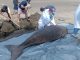 Proses nekropsi bangkai dugong tewas terdampar di pantai Perancak, Jembrana, Bali - IST