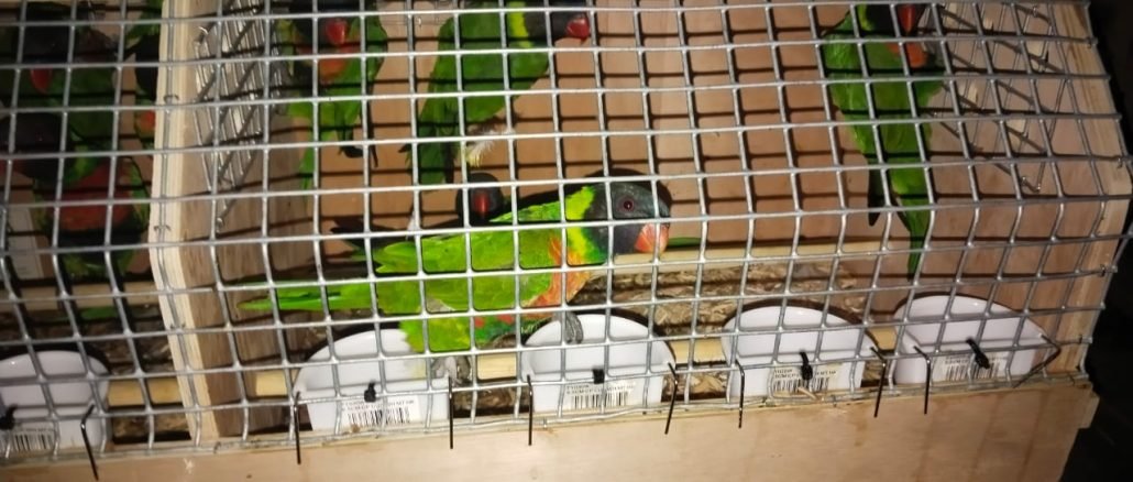 Burung perkici dada merah repatriasi dari Inggris ke Bali - IST