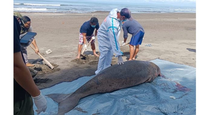 Bangkai dugong yang langsung menjalani nekropsi setelah ditemukan tewas terdampar di Pantai Perancak, Jembrana, Bali - IST