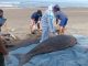 Bangkai dugong yang langsung menjalani nekropsi setelah ditemukan tewas terdampar di Pantai Perancak, Jembrana, Bali - IST