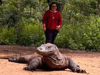Pertemuan pertama dengan komodo - IST