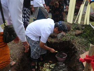 Proses Ngeruwak di Green Clif Jembrana - IST