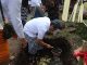 Proses Ngeruwak di Green Clif Jembrana - IST
