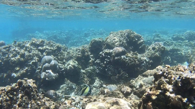 liburan ke bali wajib eksplore karangasem ada wisata amed untuk pencinta snorkeling