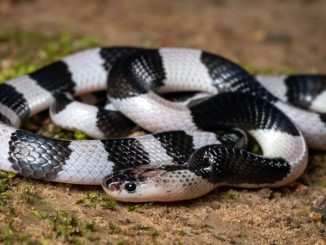(Sumber: AZ Animals/Shutterstock)