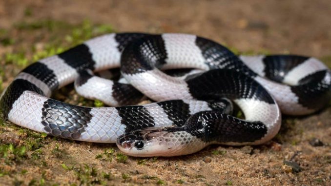 (Sumber: AZ Animals/Shutterstock)