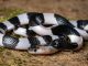 (Sumber: AZ Animals/Shutterstock)