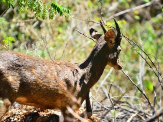 Salah-satu Rusa yang dilepasliarkan di Taman Nasional Bali Barat - IST