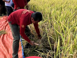 Panen perdana varietas padi unggulan lokal, Semeton Buleleng, pada Minggu (3/8/2025) dipimpin Wabup Supriatna - IST