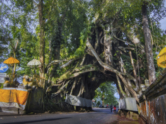 Pohon Bunut Bolong di Jembrana, Bali - IST