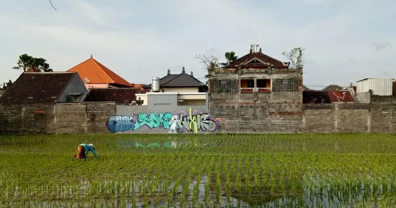 Seorang perempuan tengah merawat sawahnya di sekitar wilayah Kuta Utara, Kabupaten Badung. Pariwisata telah menjadi ancaman untul alih fungsi lahan di Bali - IST
