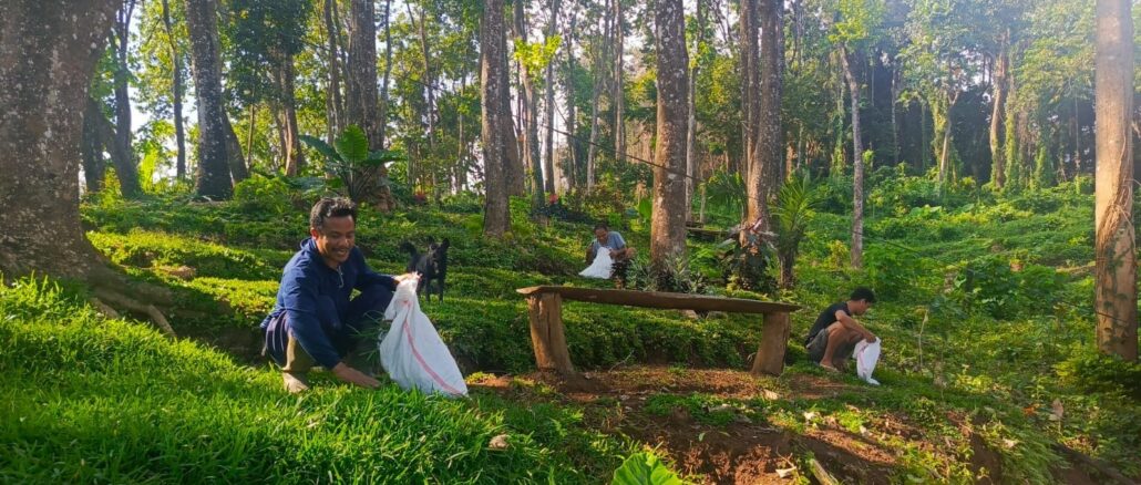 Ilustrasi - Salah satu hutan yang masih terjaga di Bali - IST