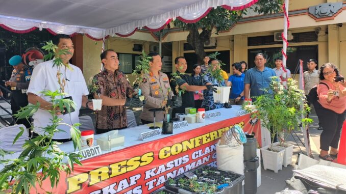 Polisi menunjukkan tanaman ganja yang ditanam pasangan WNA - IST