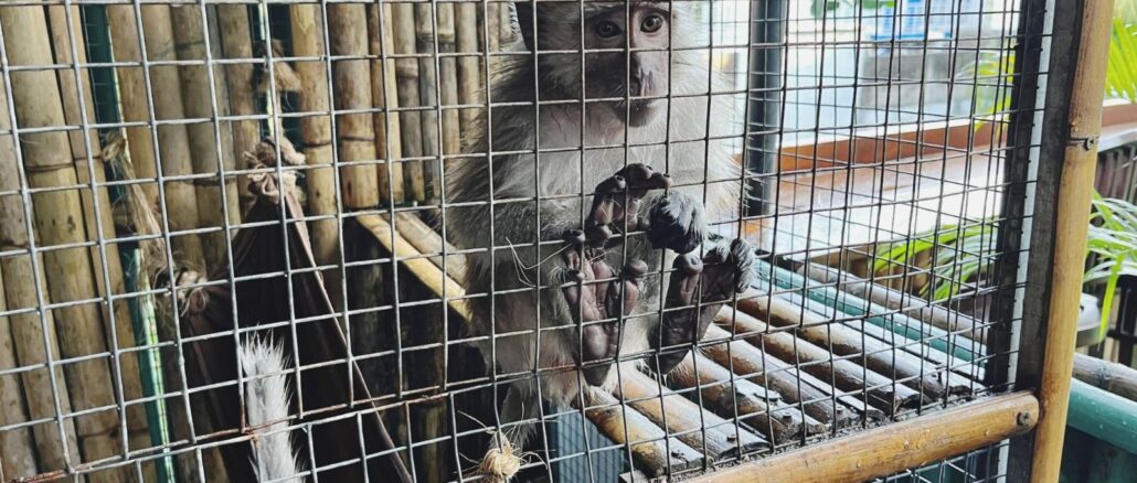 Monyet Ekor Panjang - IST