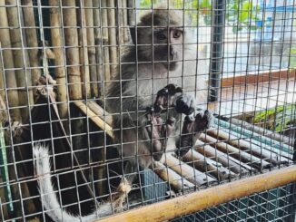 Monyet Ekor Panjang - IST