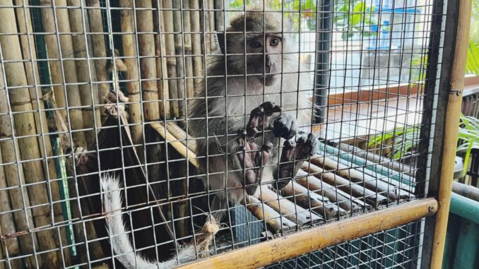 Monyet Ekor Panjang - IST