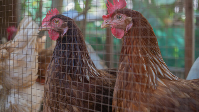 Ilustrasi - Ayam petelur Cage Free - IST