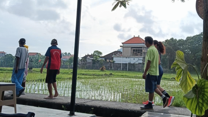 Warga Denpasar menikmati bentang sawah dari Subak Sembung, Kota Denpasar, Bali, Sabtu (21/2/2026) sore. Subak sebagai salah satu organsisasi tradisional pertanian di Bali, berupaya bertahan ratusan tahun adanya, meski mendapat gempuran dari beragam perubahan mulai dari irigasi, lahan hingga iklim. - IST