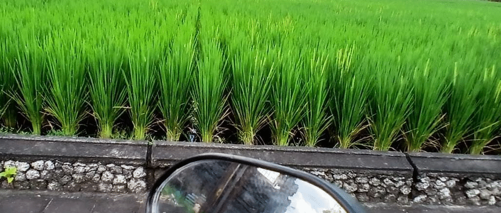 Bentangan lanskap subak sawah masih dapat ditemui secara kasat mata saat perjalanan menuju Kabupaten Tabanan melalui Kabupaten Badung, Bali, seperti foto yang diambil akhir 2025. Meski demikian, sawah subak ini makin terdesak pembangunan seperti jalan, perumahan. (Foto : Ayu Sulistyowati/KanalBali.id)
