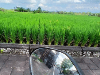 Bentangan lanskap subak sawah masih dapat ditemui secara kasat mata saat perjalanan menuju Kabupaten Tabanan melalui Kabupaten Badung, Bali, seperti foto yang diambil akhir 2025. Meski demikian, sawah subak ini makin terdesak pembangunan seperti jalan, perumahan. (Foto : Ayu Sulistyowati/KanalBali.id)