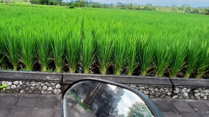 Bentangan lanskap subak sawah masih dapat ditemui secara kasat mata saat perjalanan menuju Kabupaten Tabanan melalui Kabupaten Badung, Bali, seperti foto yang diambil akhir 2025. Meski demikian, sawah subak ini makin terdesak pembangunan seperti jalan, perumahan. (Foto : Ayu Sulistyowati/KanalBali.id)