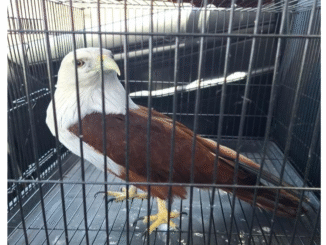 Elang bondol yang dilepasliarkan BKSDA Bali - IST