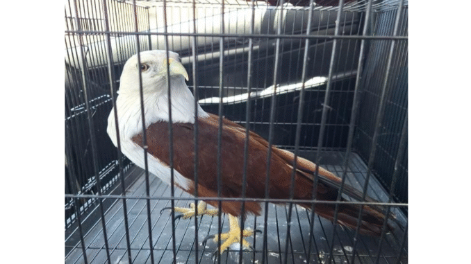 Elang bondol yang dilepasliarkan BKSDA Bali - IST