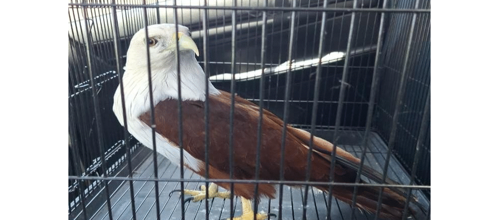 Elang bondol yang dilepasliarkan BKSDA Bali - IST