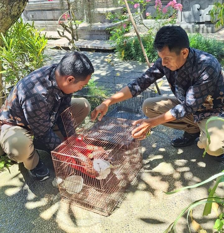 Evakuasi elang bondol di Badung, Bali - IST