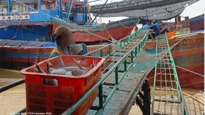 Caption : Beberapa awak kapal perikanan (AKP) tengah menurunkan hasil tangkapannya. Foto : istimewa/DFW Indonesia
