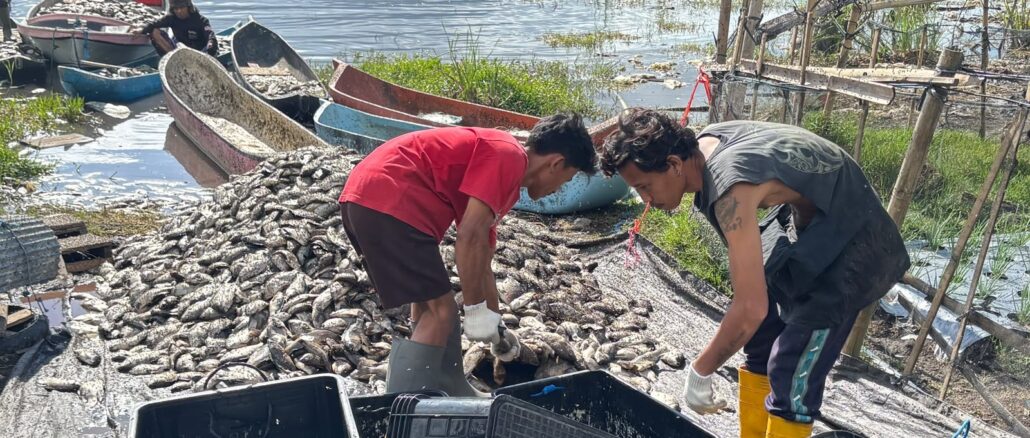 Fenomena Letupan Belerang di Danau Batur di Kabupaten Bangli, Bali, Kamis (23/7). - IST
