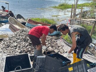 Fenomena Letupan Belerang di Danau Batur di Kabupaten Bangli, Bali, Kamis (23/7). - IST