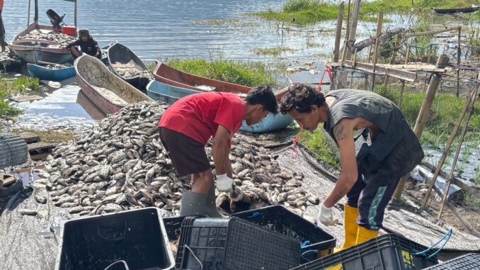 Fenomena Letupan Belerang di Danau Batur di Kabupaten Bangli, Bali, Kamis (23/7). - IST