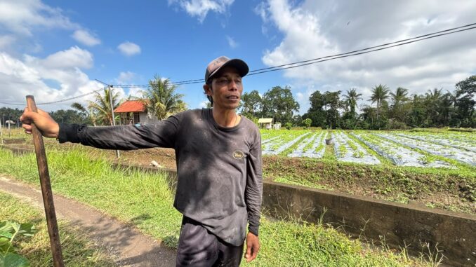 Made Tarji, petani bunga pacah di Banjar Panglan Kelod, Desa Kapal, Kabupaten Badung- IST