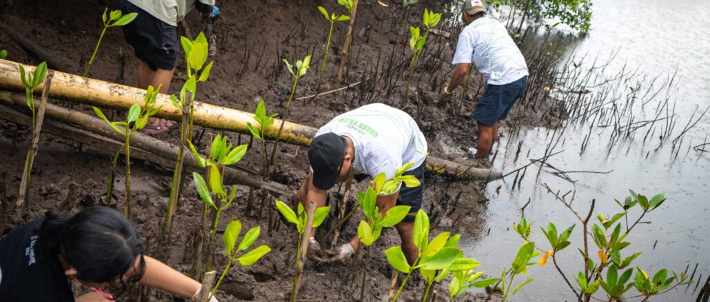 Aksi penanaman 1.200 bibit mangrove di kawasan pesisir Jimbaran, Kabupaten Badung, Sabtu (25/7/2026) - IST
