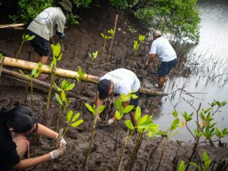 Aksi penanaman 1.200 bibit mangrove di kawasan pesisir Jimbaran, Kabupaten Badung, Sabtu (25/7/2026) - IST