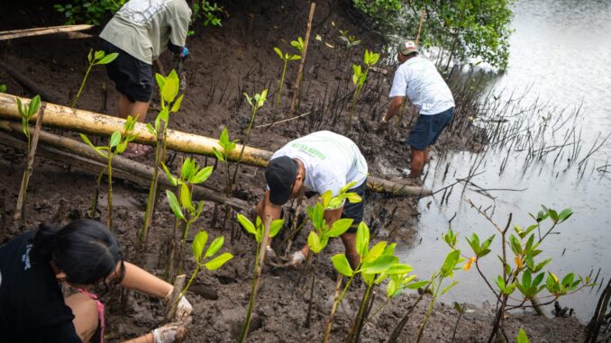 Aksi penanaman 1.200 bibit mangrove di kawasan pesisir Jimbaran, Kabupaten Badung, Sabtu (25/7/2026) - IST