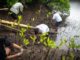 Aksi penanaman 1.200 bibit mangrove di kawasan pesisir Jimbaran, Kabupaten Badung, Sabtu (25/7/2026) - IST