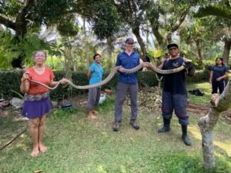  Yayasan Reptil Asih Tabanan saat mengevakuasi ular king kobra di Desa Batu Aji, Kecamatan Kerambitan, Tabanan, Bali, Senin (28/9). (FOTO dari Yayasan Reptil Asih Tabanan). - IST