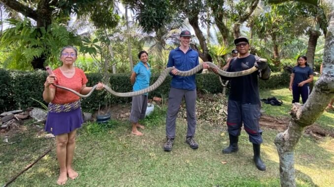  Yayasan Reptil Asih Tabanan saat mengevakuasi ular king kobra di Desa Batu Aji, Kecamatan Kerambitan, Tabanan, Bali, Senin (28/9). (FOTO dari Yayasan Reptil Asih Tabanan). - IST